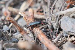Chauliognathus magellanicus