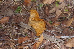 Omphalotus subilludens