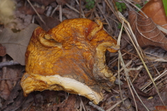 Omphalotus subilludens