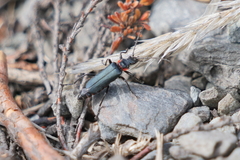Chauliognathus magellanicus