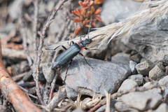 Chauliognathus magellanicus