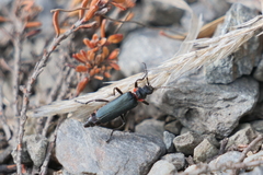 Chauliognathus magellanicus