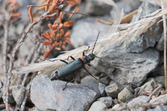 Chauliognathus magellanicus