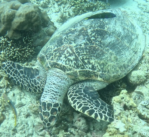 Hawksbill Sea Turtle (Eretmochelys imbricata)
