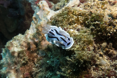 Chromodoris willani