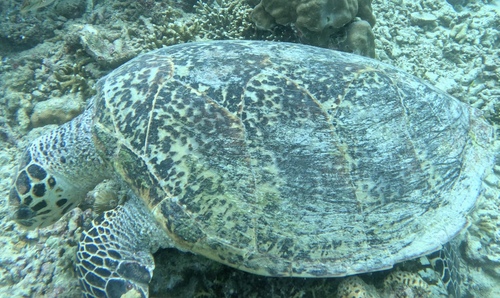 Hawksbill Sea Turtle (Eretmochelys imbricata)