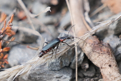 Chauliognathus magellanicus
