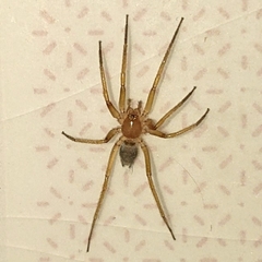 Cithaeron praedonius