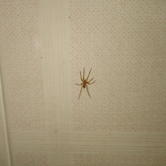 Cithaeron praedonius