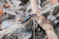 Chauliognathus magellanicus