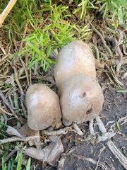 Coprinellus micaceus