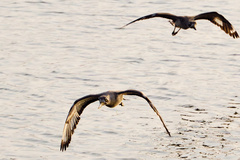 Esacus recurvirostris