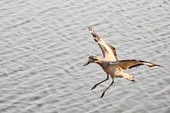 Esacus recurvirostris