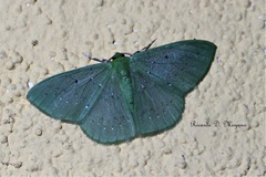 Lissochlora albociliaria