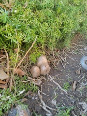 Coprinellus micaceus