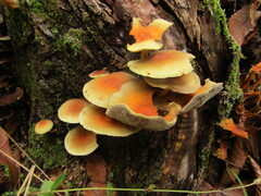 Hypholoma lateritium