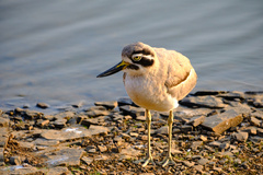 Esacus recurvirostris