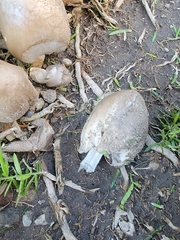 Coprinellus micaceus