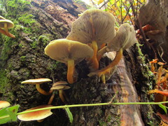 Hypholoma lateritium