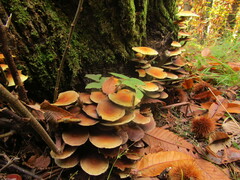 Hypholoma lateritium