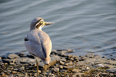 Esacus recurvirostris