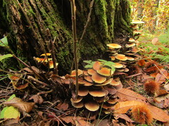 Hypholoma lateritium