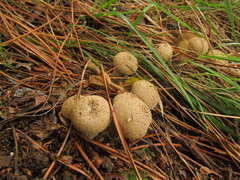 Lycoperdon