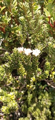 Pimelea sericea
