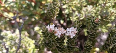 Pimelea sericea