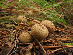 Lycoperdon