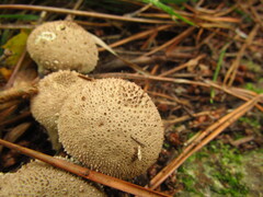 Lycoperdon
