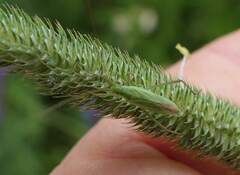 Megaloceroea recticornis