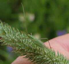 Megaloceroea recticornis