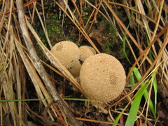 Lycoperdon