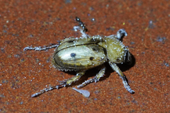Ancognatha