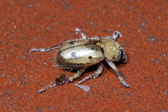 Ancognatha