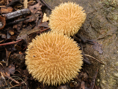 Lycoperdon pulcherrimum