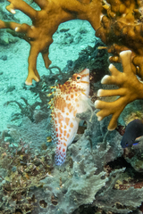 Cirrhitichthys falco