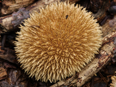 Lycoperdon pulcherrimum