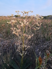 Eryngium elegans