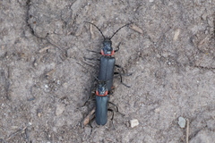 Chauliognathus magellanicus