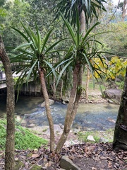 Dracaena cochinchinensis