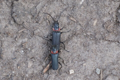 Chauliognathus magellanicus