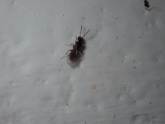 Technomyrmex albipes