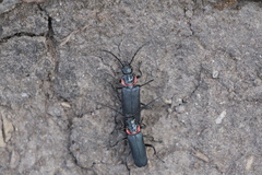 Chauliognathus magellanicus