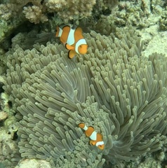 Amphiprion ocellaris