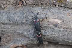 Chauliognathus magellanicus