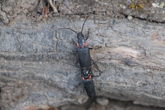 Chauliognathus magellanicus