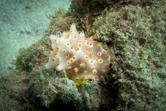 Halgerda batangas