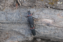 Chauliognathus magellanicus